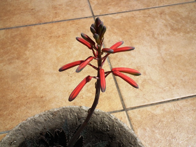 Aloe aristata virágzat