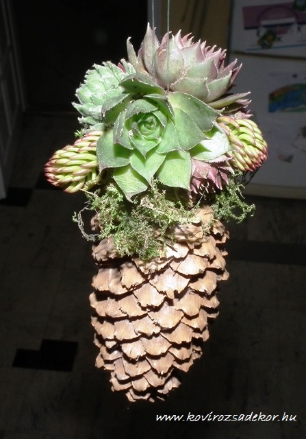 kövirózsás tobozdísz, sempervivum pine cone decoration